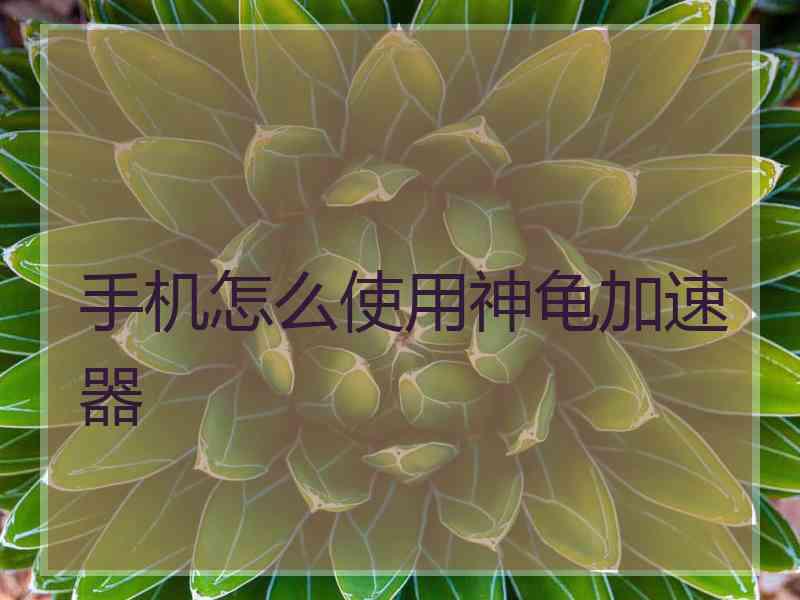 手机怎么使用神龟加速器